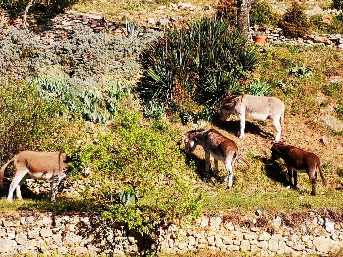 הוילה Les Git'Anes De Pontevès מראה חיצוני תמונה